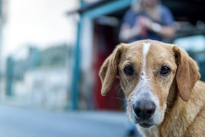 Close-up portrait of dog