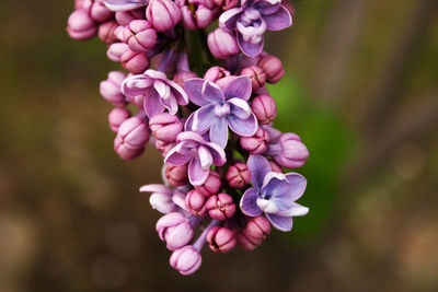 Close-up of pink flowering plant