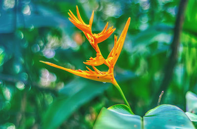 Close-up of orange flower