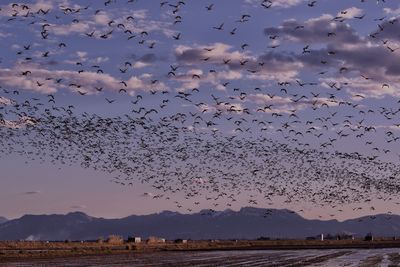 Flock of birds flying in the sky