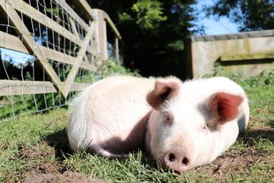 View of a pig in  a field