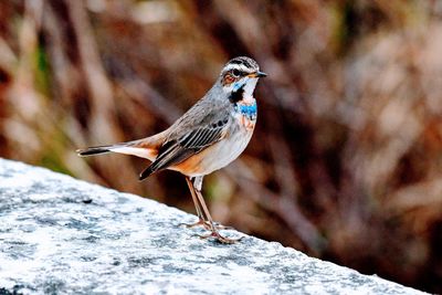 Close-up of bird perching on rock