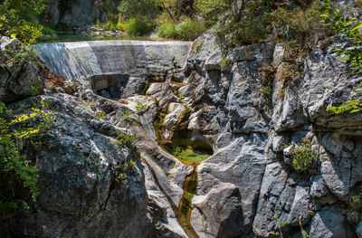 Plants growing on rock