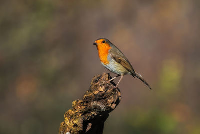 Close-up of bird perching on branch