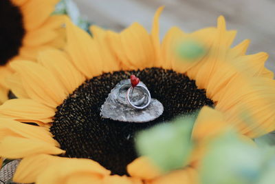 Close-up of wedding rings on yellow flower