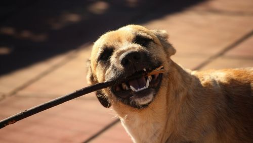 Portrait of dog carrying stick in mouth on sunny day