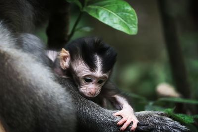 Close-up of monkey