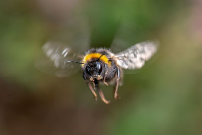 Close-up of bee pollinating on flower