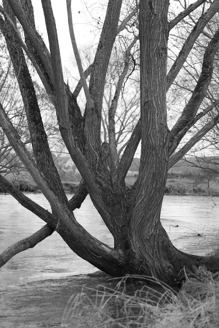 VIEW OF BARE TREE