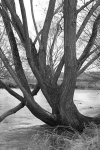 Bare tree by plants against sky