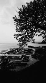 Tree by sea against sky