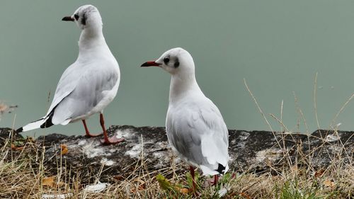 Seagulls perching on a land