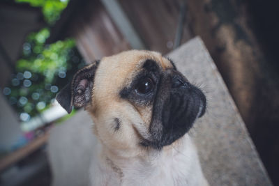 Close-up of a dog looking away