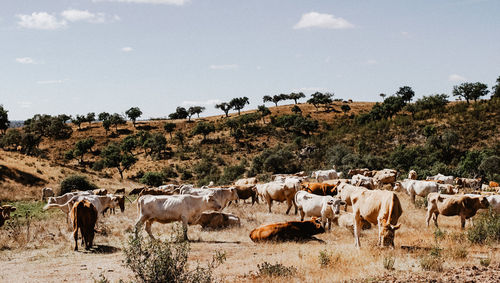 Cows grazing in a field