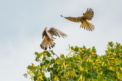 Low angle view of bird flying in sky