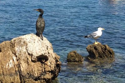 Birds perching on rock by sea