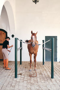 Side view of unrecognizable male jockey sweeping stone ground of stable with chestnut horse