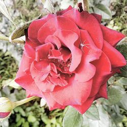 Close-up of pink rose blooming outdoors