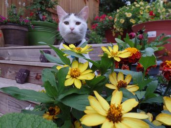 Close-up of cat by potted plant