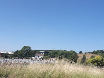 Plants and houses on field against clear blue sky