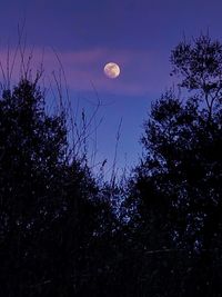 Low angle view of silhouette trees against sky at night