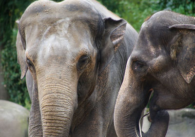 Close-up of elephant