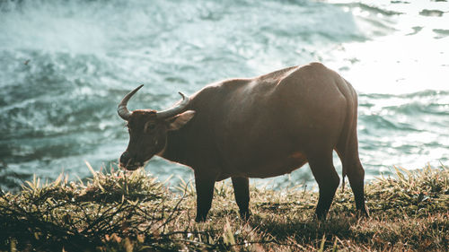 Horse standing in a lake