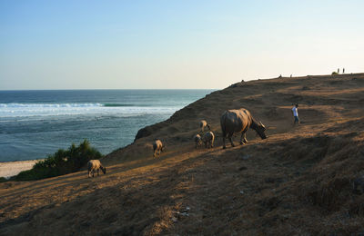 Man walking on land by buffaloes and sea against sky