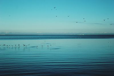 Seagulls flying over sea