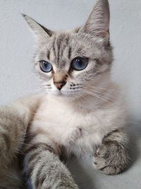 Close-up portrait of cat with eyes