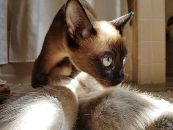 Close-up of a cat looking away at home