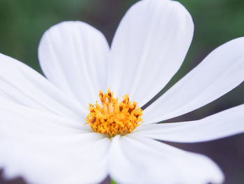 Close-up of white flower