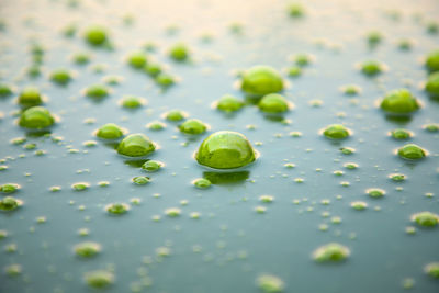 Close-up of water drops on leaves