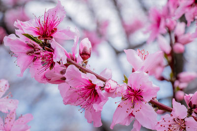 Close-up of pink cherry blossom