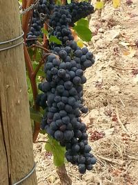 Close-up of grapes in vineyard