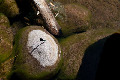 Rocks in sea