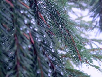 Low angle view of leaves