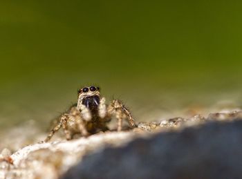 Close-up of spider