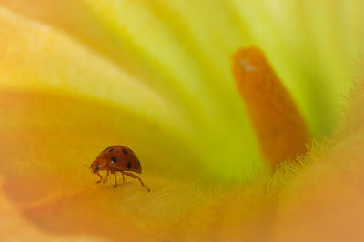 Close-up of insect on orange flower