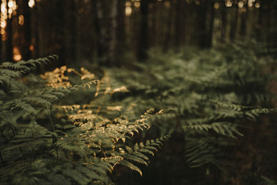 Ferns illuminated by sun in forest