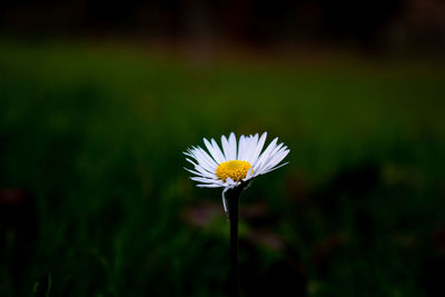 Close-up of white flower on field