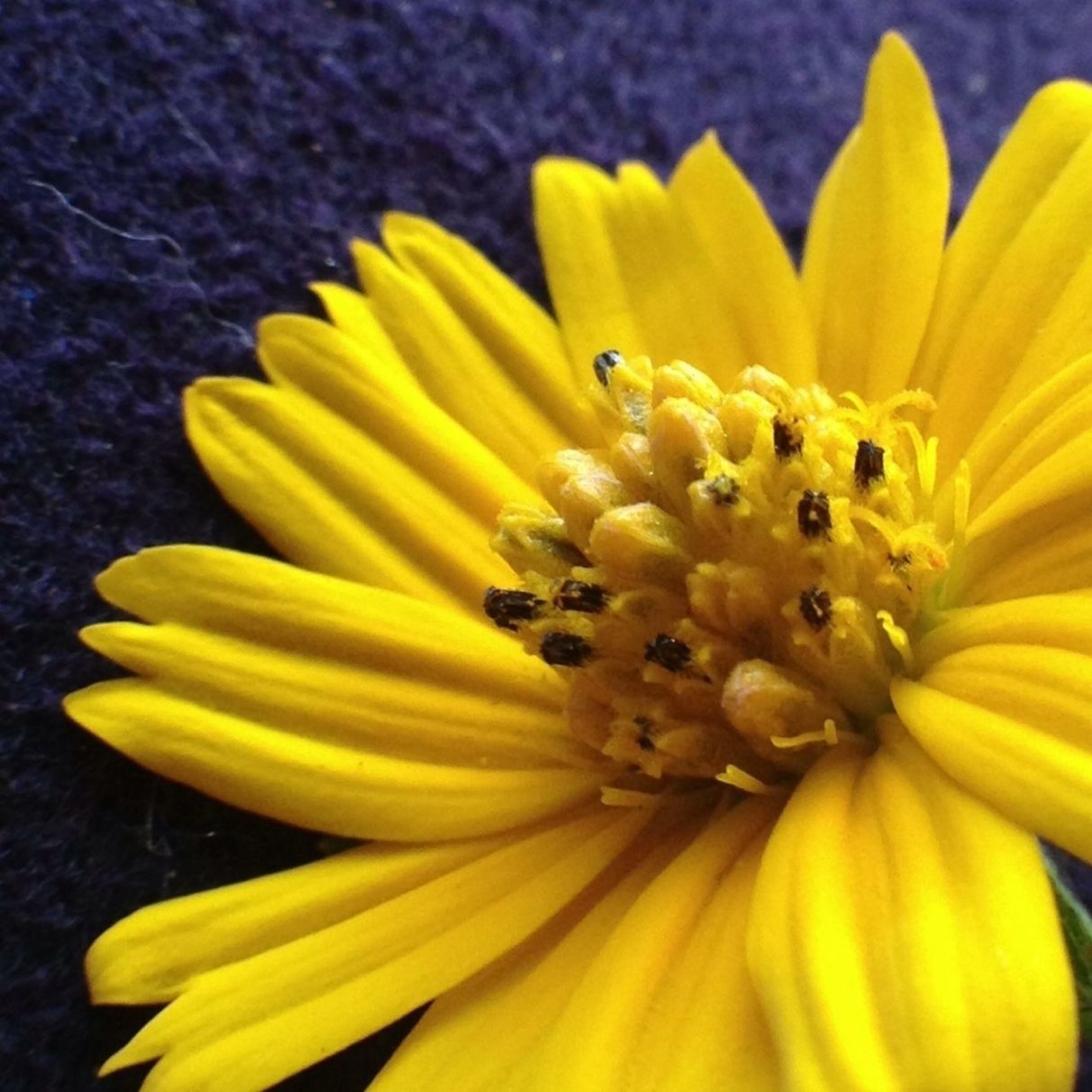 flower, yellow, petal, freshness, flower head, fragility, pollen, close-up, growth, beauty in nature, insect, nature, blooming, single flower, plant, stamen, in bloom, selective focus, focus on foreground, sunflower