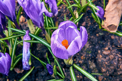 Close-up of purple crocus flowers on field