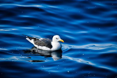 Seagull swimming in lake