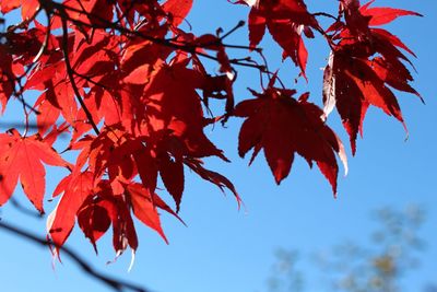 Low angle view of maple leaves on tree against sky