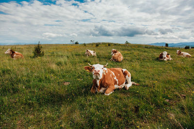 Cows sitting on grassy field against cloudy sky