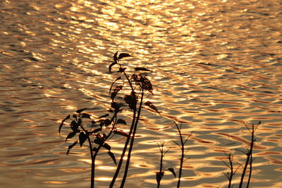 Close-up of plant floating on lake during sunset