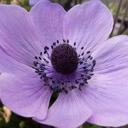 Close-up of purple flower