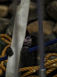 Close-up of a monkey in cage