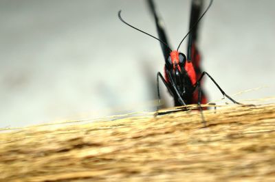 Close-up of insect